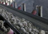 Cement_minerals_conveying